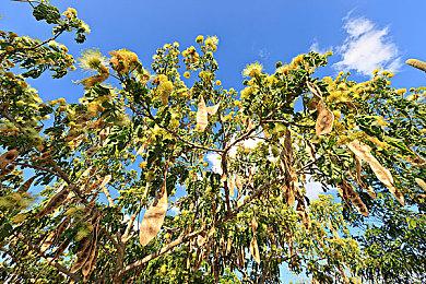 《优米雅的炼金工房》新角色介绍视频：妮娜